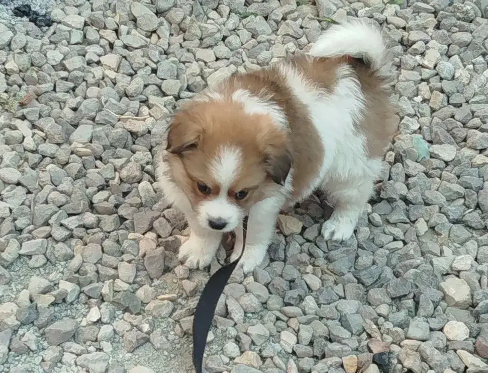 سگ پاکوتاه|سگ|تهران, مولوی|دیوار