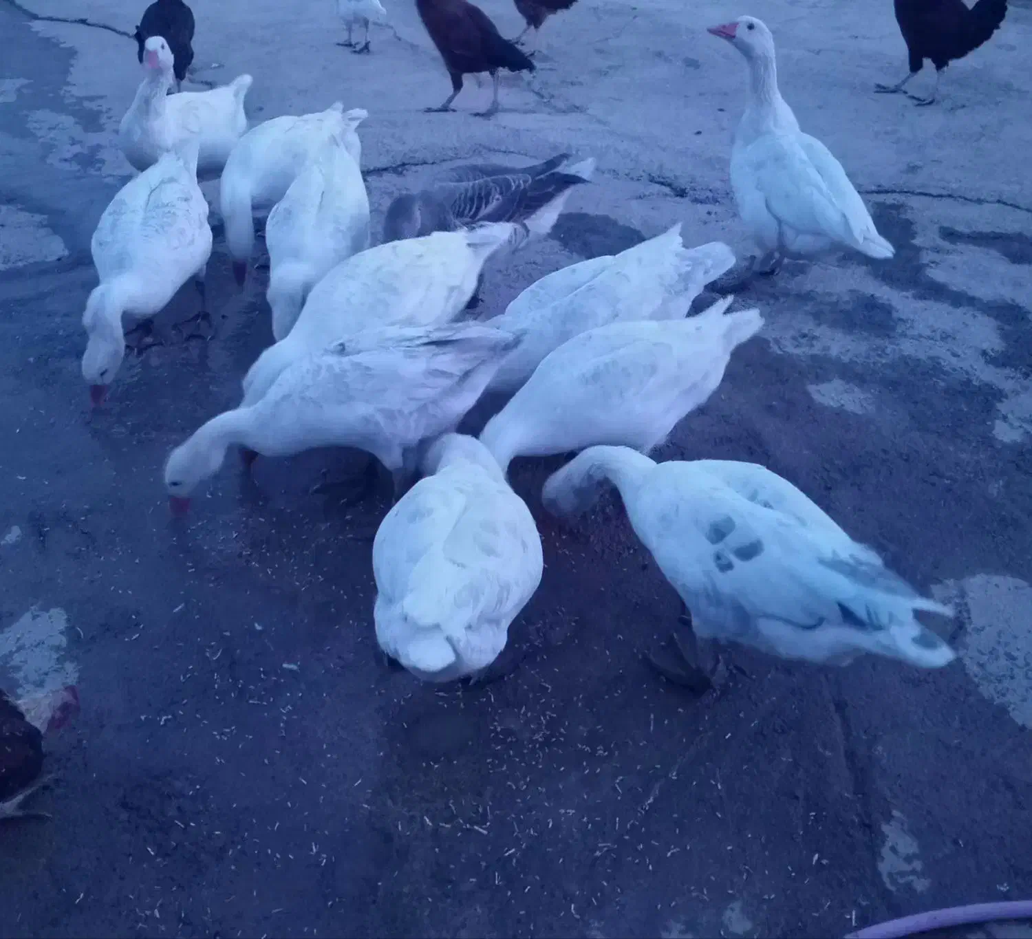 غاز|حیوانات مزرعه|بیرانوند, |دیوار