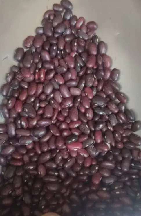 پخش عمده حبوبات به تمام نقاط استان و شهرستان|عمدهفروشی|شیراز, سعدیه جنوبی|دیوار