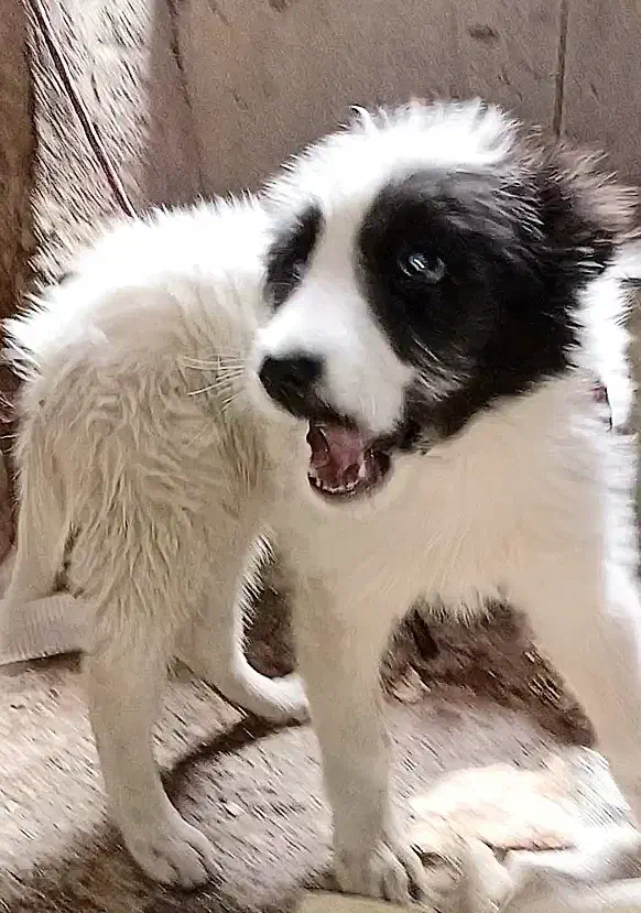 توله قدرجونی|سگ|نجفآباد, امیرآباد|دیوار