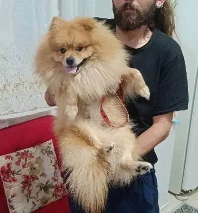 پامرانین نر(زیر قیمت)|سگ|بندر انزلی, ژاندارمری|دیوار