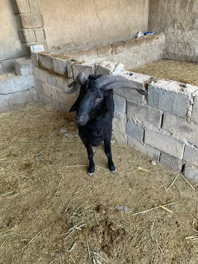 قوچ|حیوانات مزرعه|چمران, |دیوار