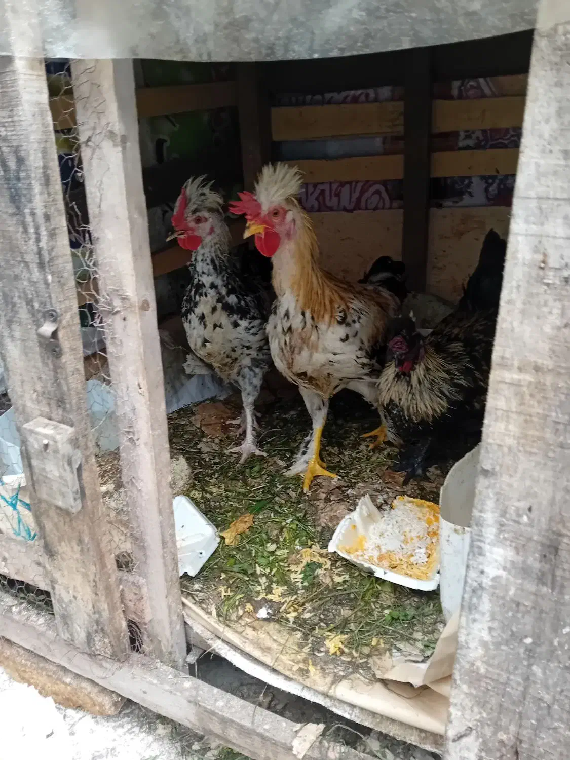 خروس پا پر جوان|حیوانات مزرعه|رشت, آب و برق|دیوار