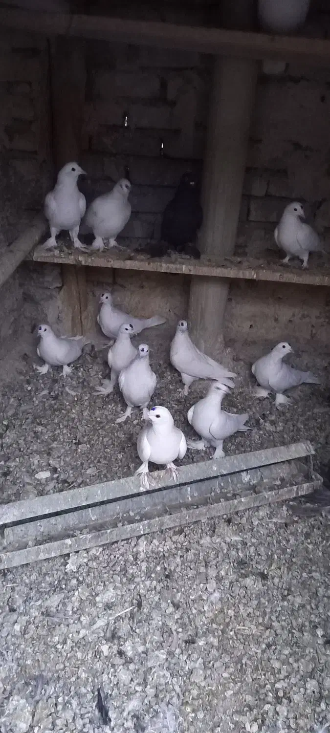 کبوتر|پرنده|تبریز, |دیوار