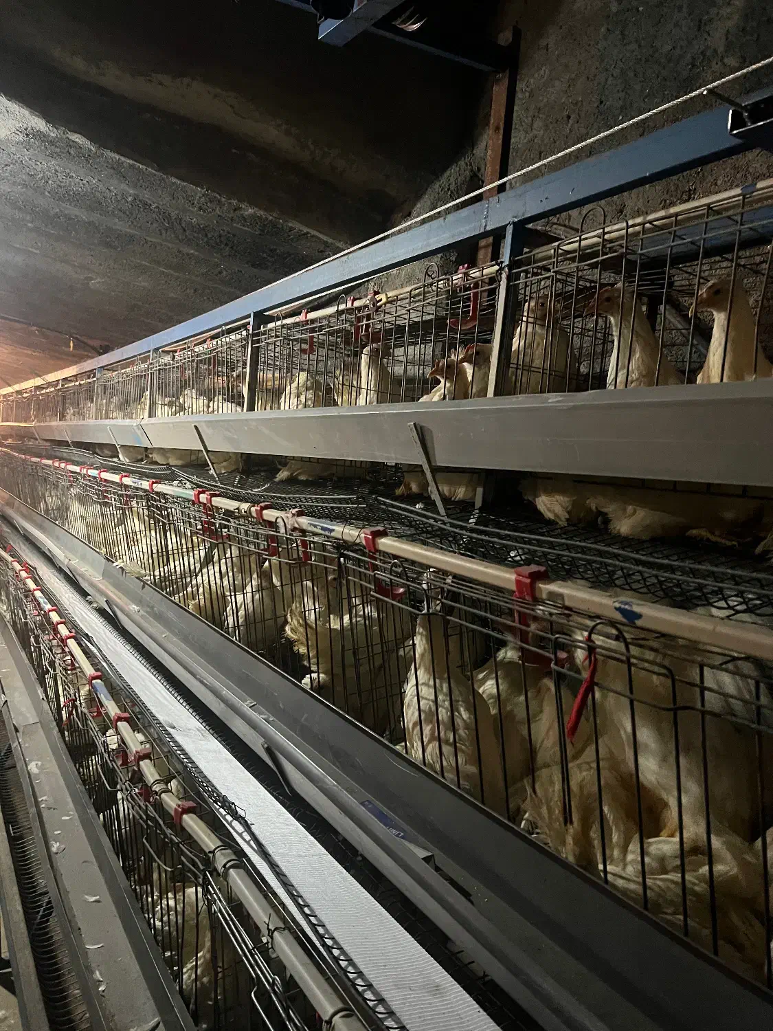 مرغ تخمگذار|حیوانات مزرعه|زنجانرود, |دیوار