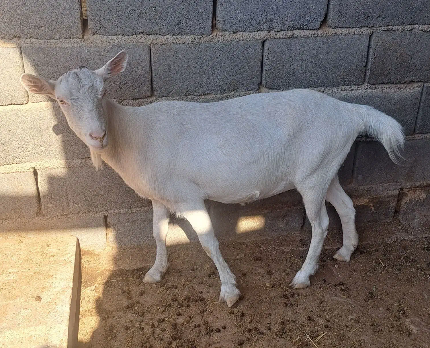 بز سانن|حیوانات مزرعه|گرمسار, |دیوار