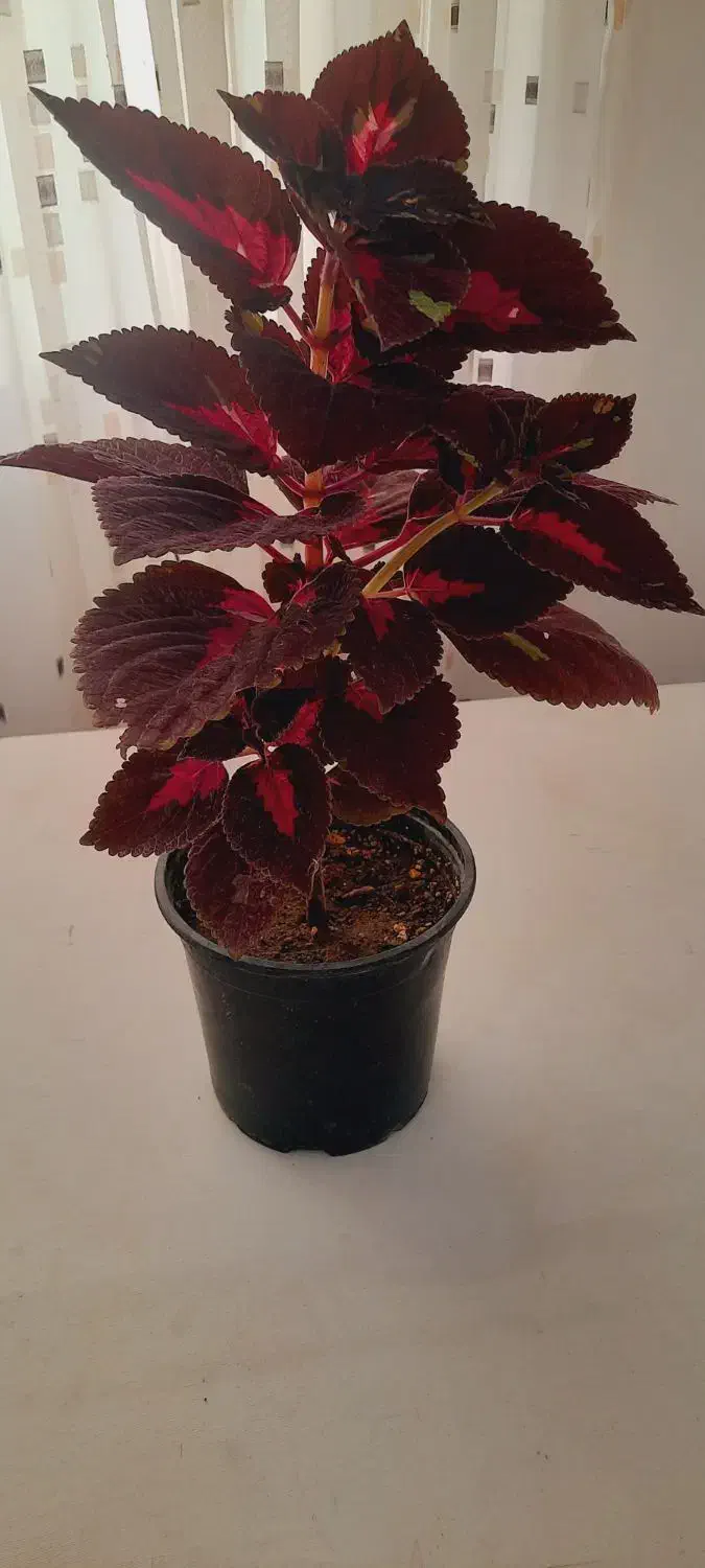 گلهای خانگی|گل و گیاه طبیعی|تبریز, |دیوار