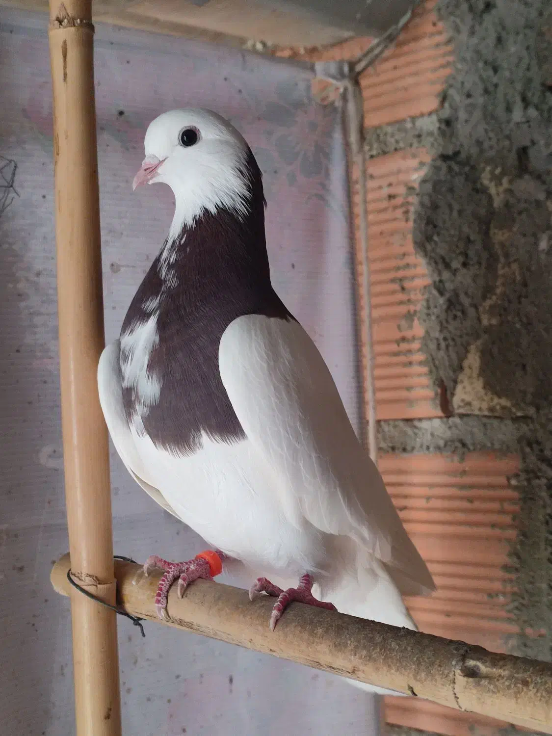 فروش کبوتر|پرنده|ساری, |دیوار