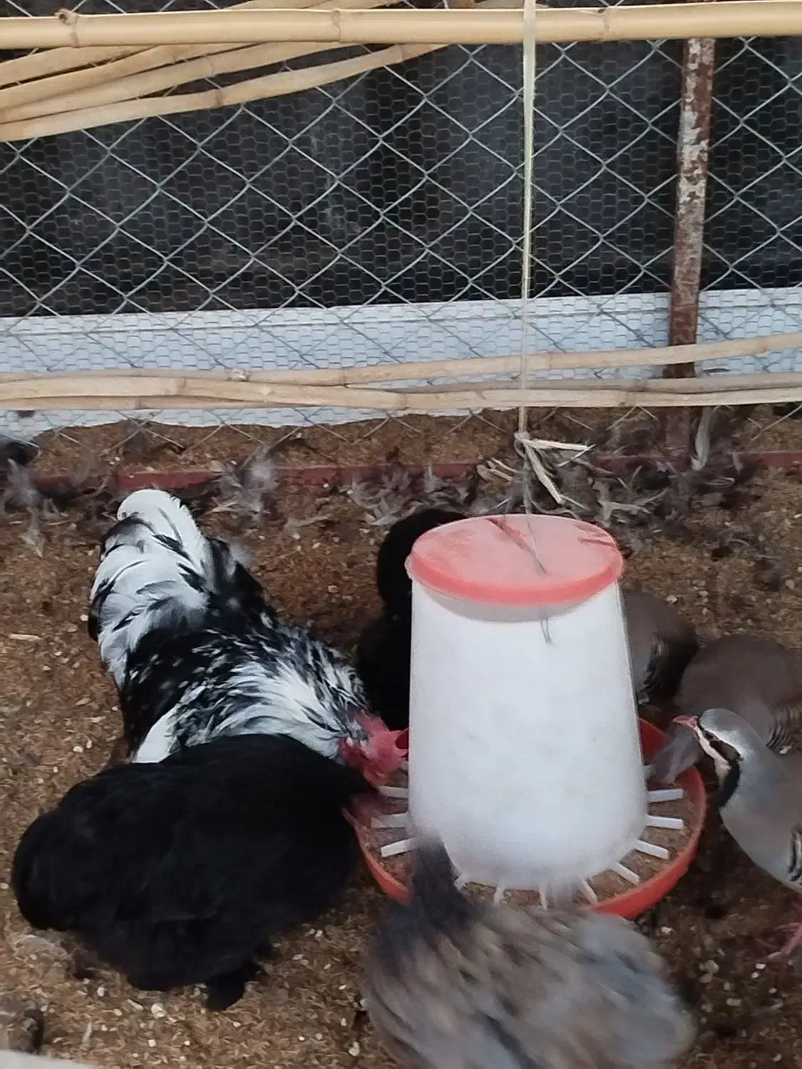 خروس کوچین رنگ خاص|حیوانات مزرعه|امامزاده عبدالله, |دیوار