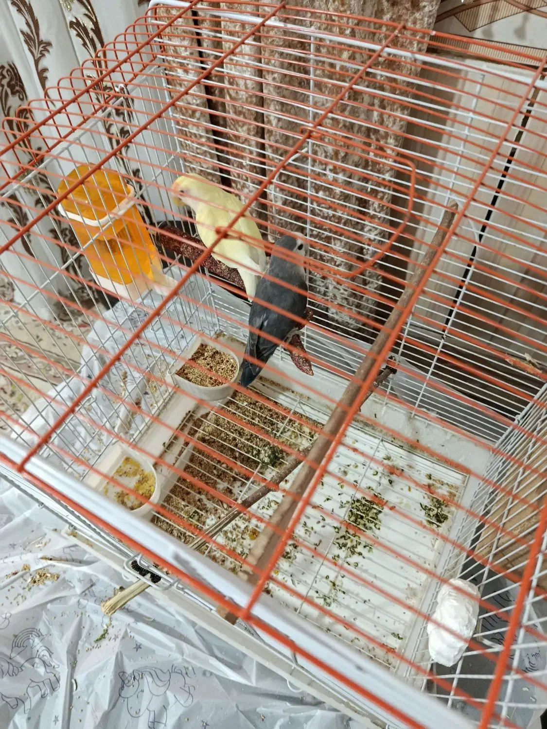 جفت طوطی برزیلی روی تخم|پرنده|یاسوج, |دیوار