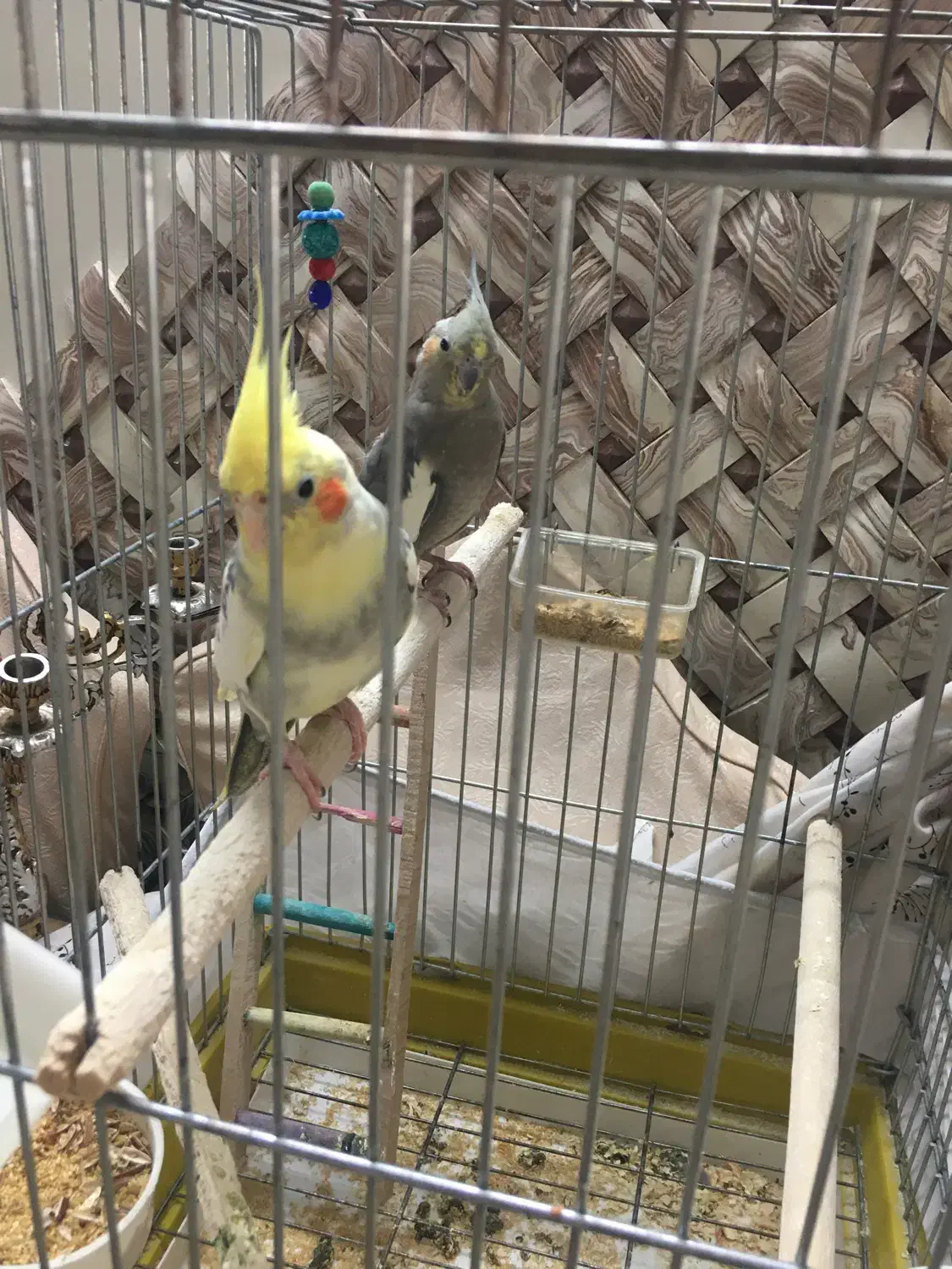 جفت عروس هلندی همراه دو جوجه و قفس|پرنده|تهران, نازی‌آباد|دیوار