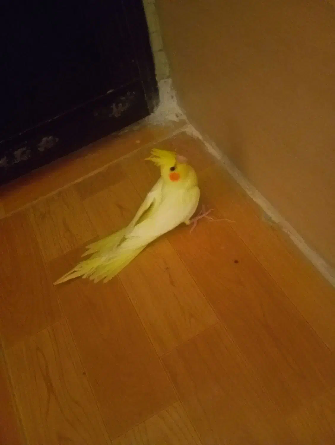 جوجه عروس هلندی لوتینوزعفرونی دوکت وتک خال|پرنده|شیراز, گویم|دیوار