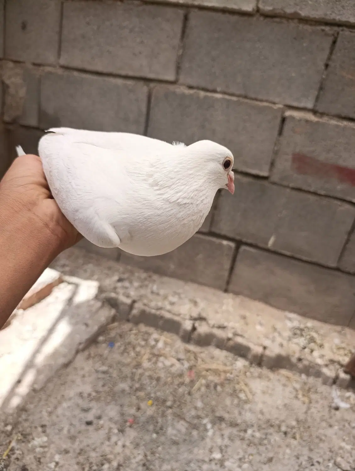 کبوتر|پرنده|نهبندان, |دیوار
