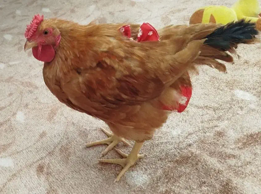 خروس محلی|حیوانات مزرعه|قم, باغ کرباسی|دیوار