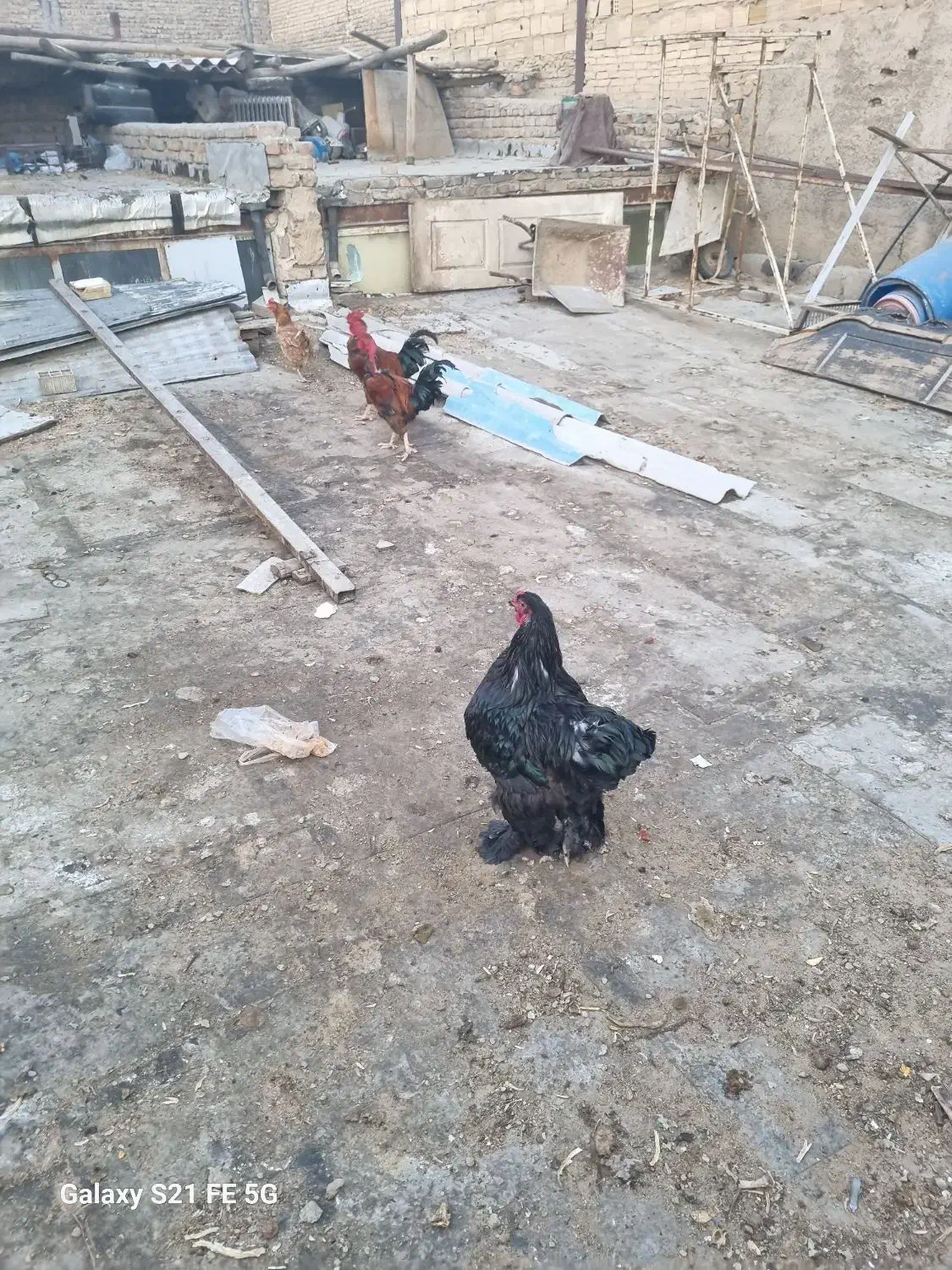 مرغ و خروس|حیوانات مزرعه|شهریار, شهرک امیریه|دیوار