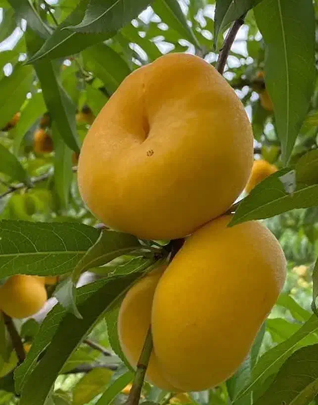 فروش نهال انجیر عسلی|خدمات باغبانی و درختکاری|جاجرود, |دیوار