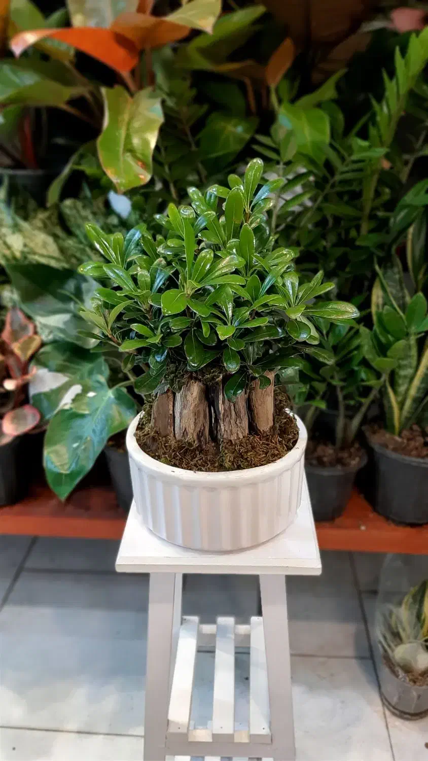 بنسای/پیتستروم گل آپارتمانی گیاه آپارتمانی|گل و گیاه طبیعی|فردیس, فردیس|دیوار