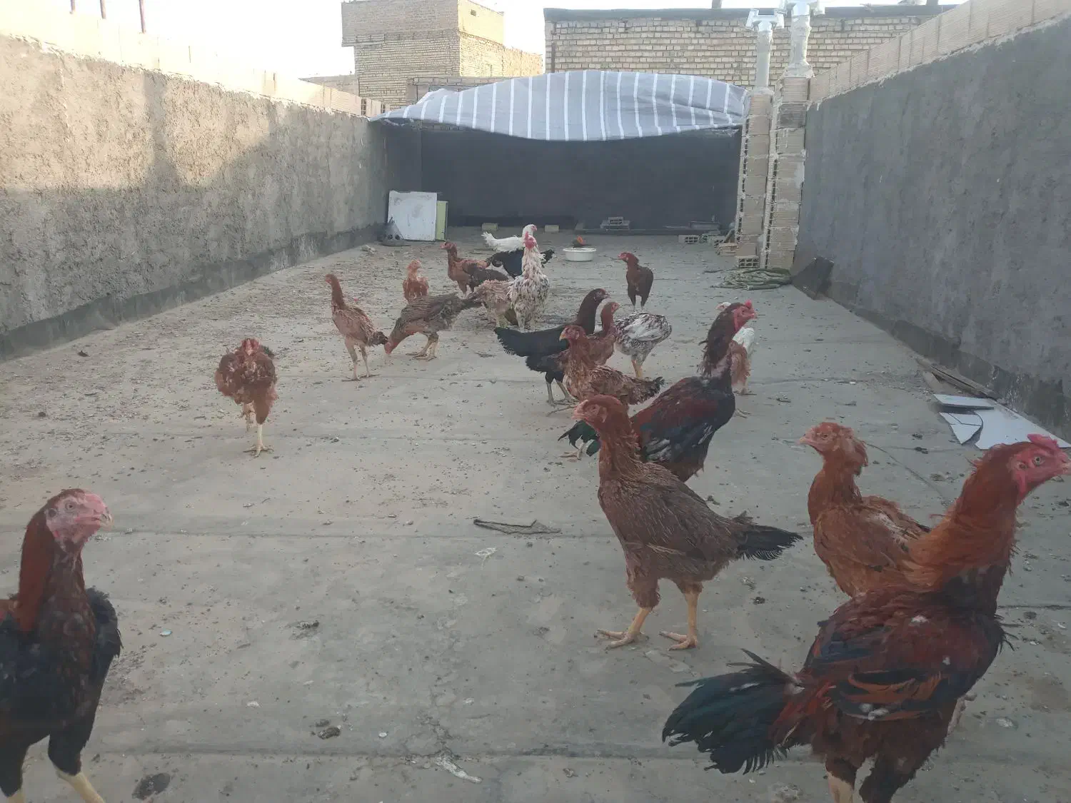 فروش و معاوضه مرغ خروسهای لاری اصیل|حیوانات مزرعه|مشهد, زیرکن|دیوار