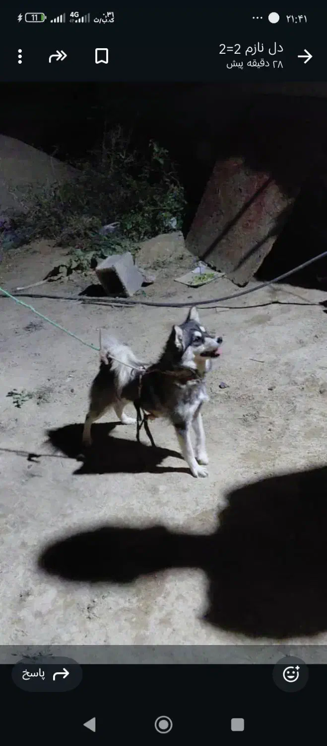 بسیارباهوش  وخیلی  با ادب  وبامرام|سگ|یاسوج, |دیوار