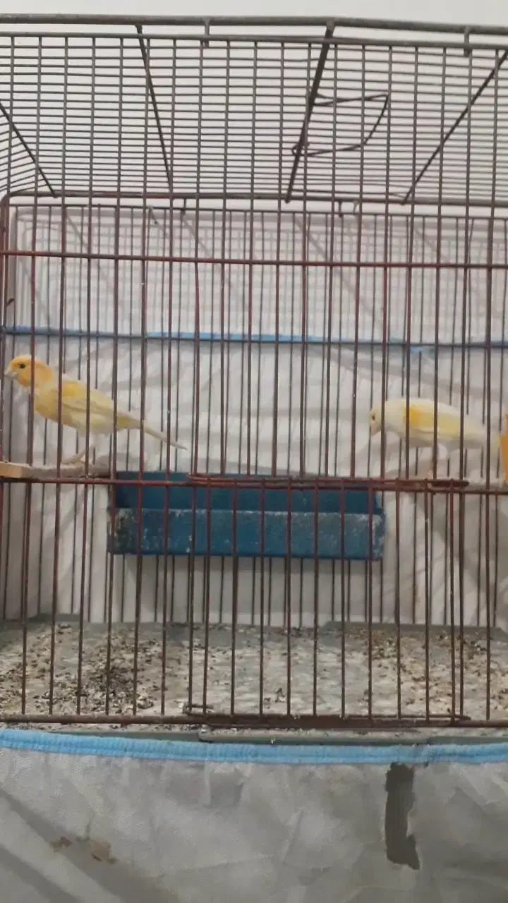 قناری نر ماده آماده|پرنده|پارسآباد, |دیوار