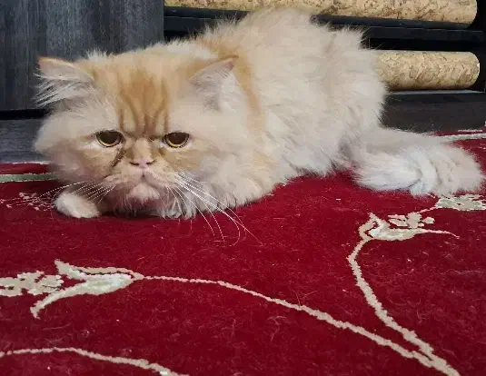 گربه نر گارفیلد|گربه|آزادشهر, |دیوار