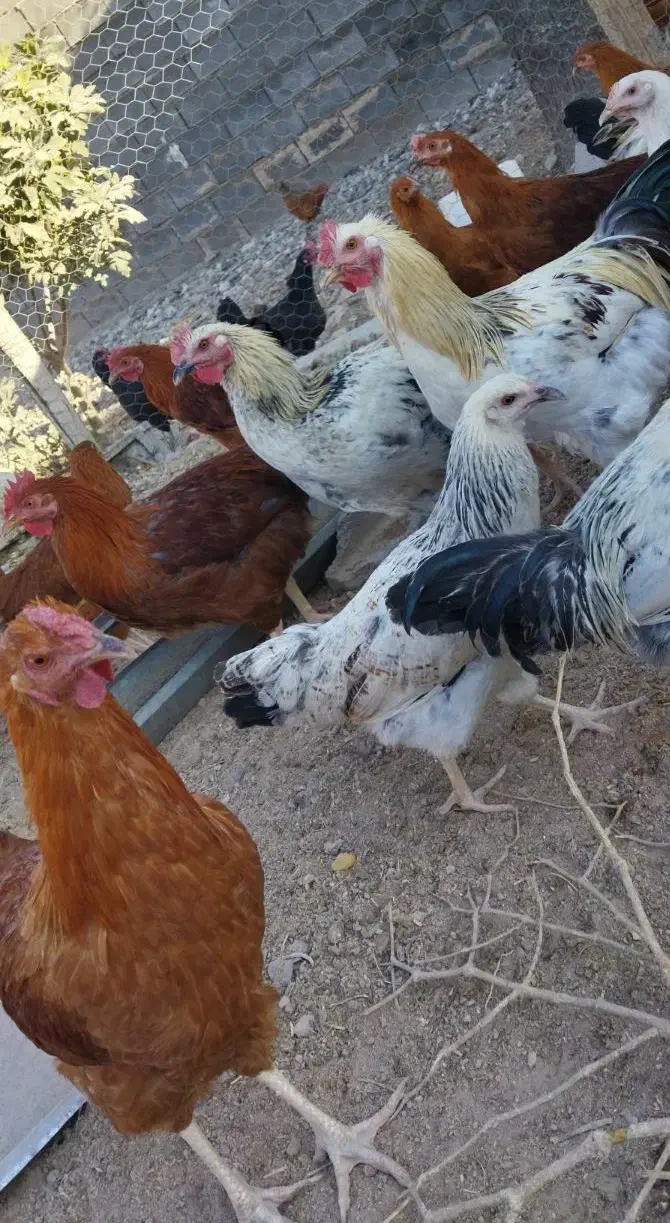 خروس محلی دو رگه|حیوانات مزرعه|مرودشت, بیست متری بیمارستان|دیوار