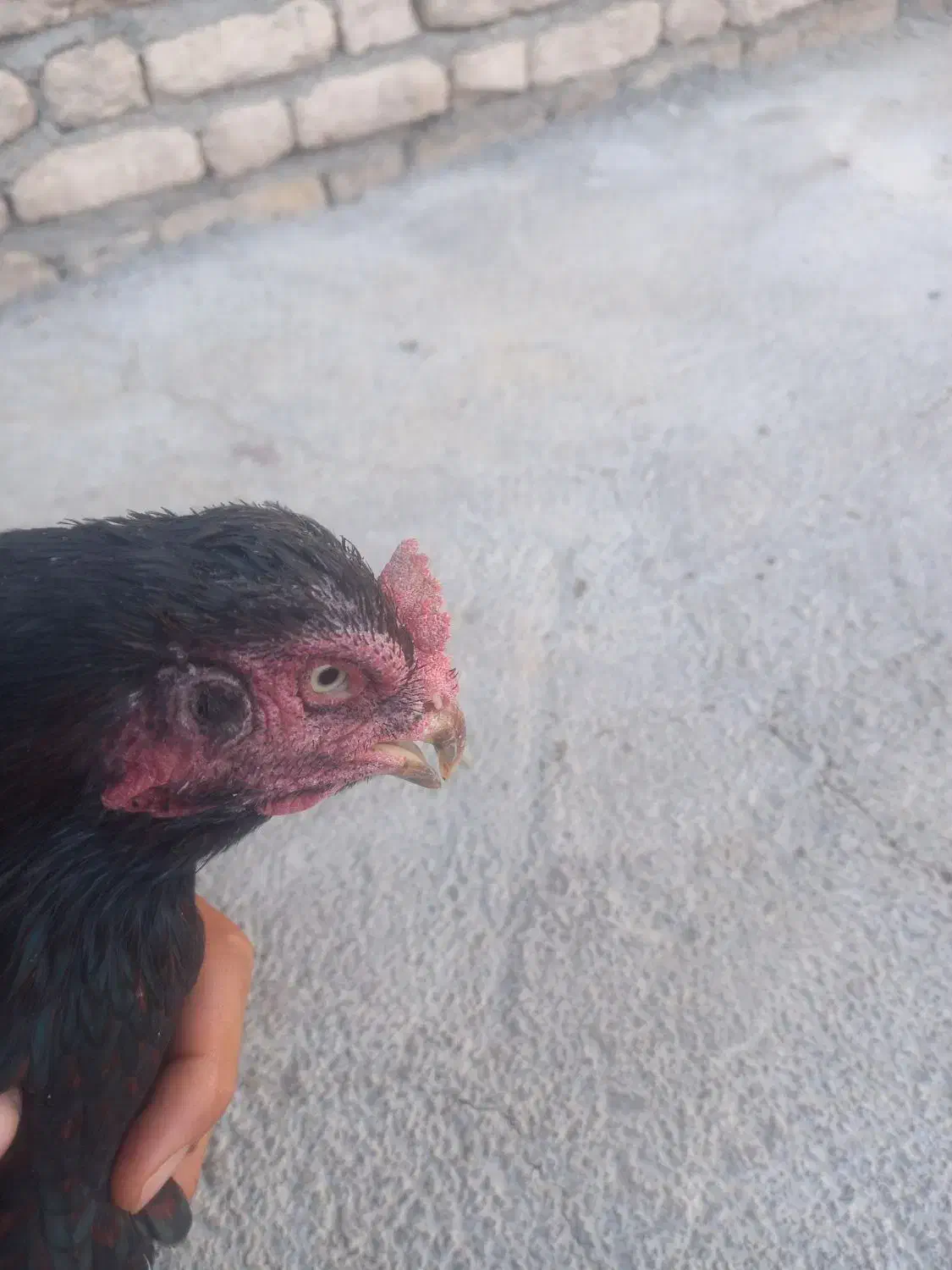 مرغ لاری|حیوانات مزرعه|سنقر, |دیوار