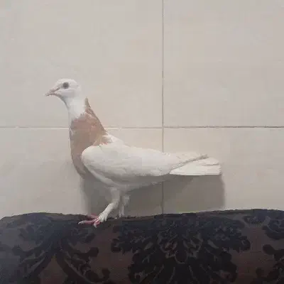 کبوتر گم شده|حیوانات|شیراز, کوزه گری|دیوار