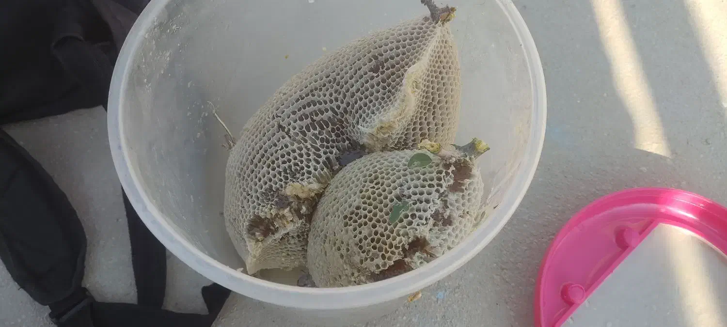 فروش عسل کوهی|خوردنی و آشامیدنی|عسلویه, |دیوار