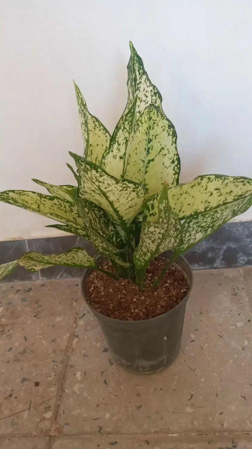 گل طبیعی|گل و گیاه طبیعی|آبدانان, |دیوار