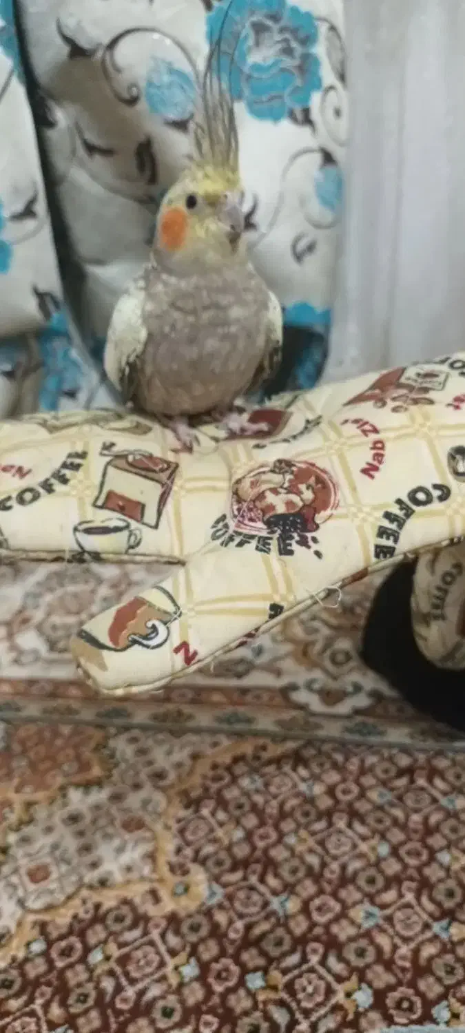 یک عدد عروس هلندی مرواریدی نر|پرنده|اردبیل, |دیوار