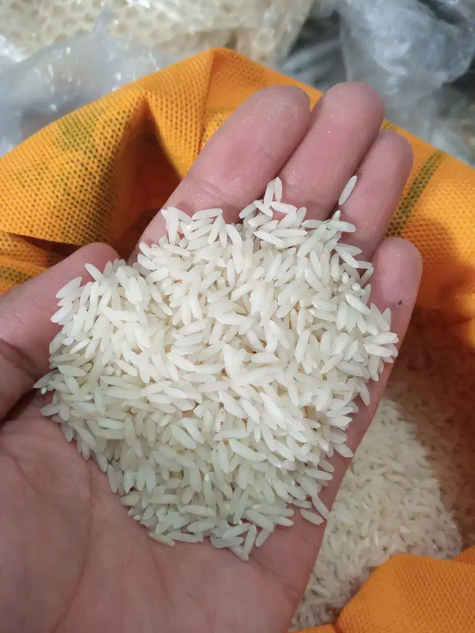 برنج‌ایرانی،کشت‌دوم،کشت‌اول،طارم هاشمی‌،فریدونکنار|خوردنی و آشامیدنی|یزد, |دیوار