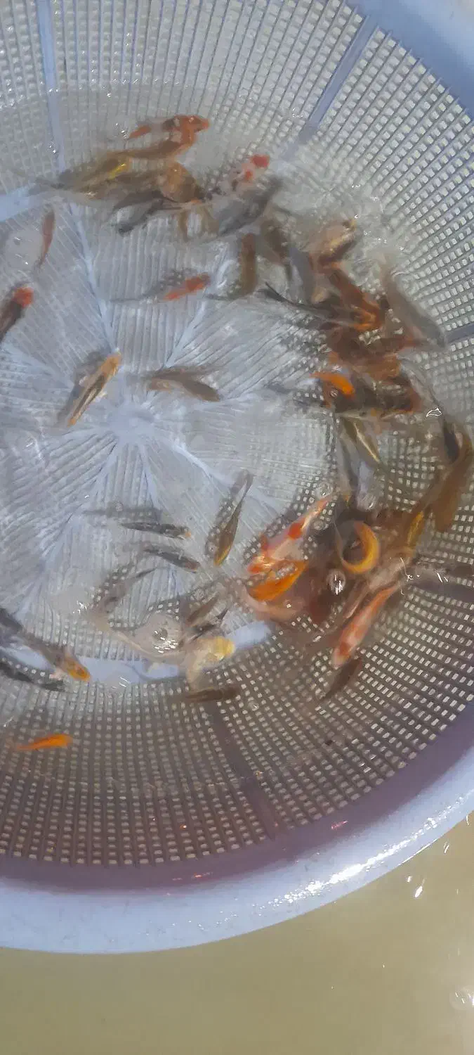 ماهی قرمز عید|ماهی|گنبد کاووس, |دیوار