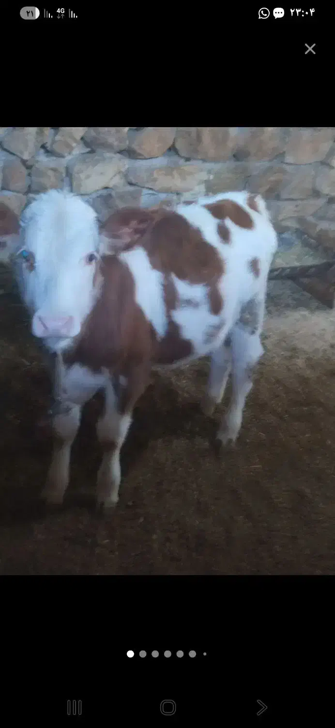 خوازم گوساله نر نژاد دار|حیوانات مزرعه|ملکشاهی, |دیوار
