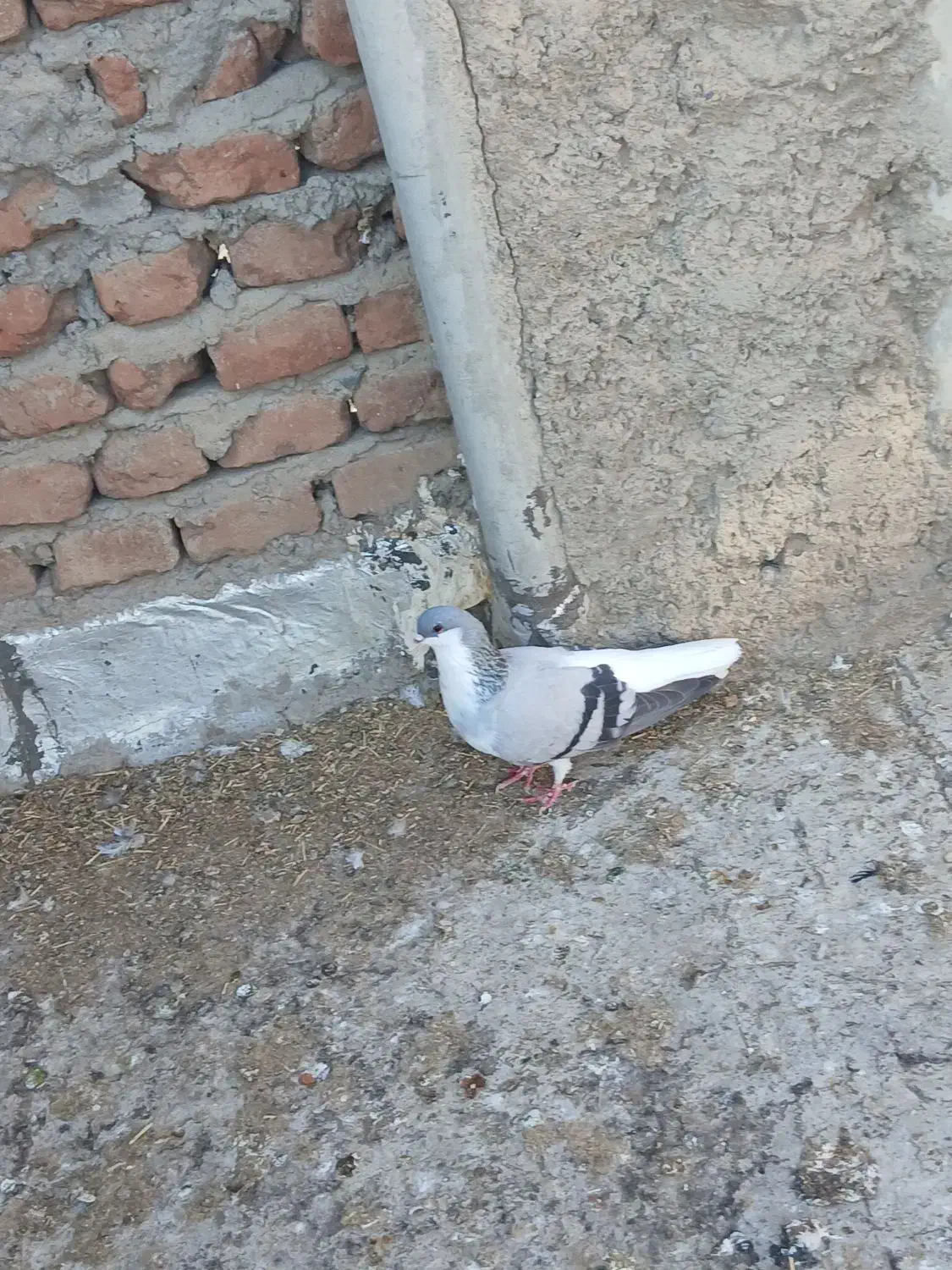 قرمز عرب الچح للهی و یدونه جو شیخی مایا|پرنده|بناب, |دیوار