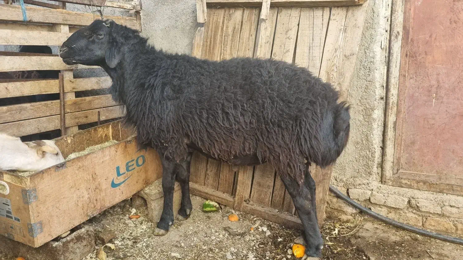 قوچ|حیوانات مزرعه|محمدشهر, زیبادشت|دیوار