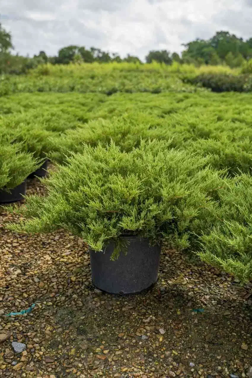 جونیپروس گل درخت نهال عید کریسمس کریسمسی نوئل کاج|گل و گیاه طبیعی|تهران, سید خندان (جلفا)|دیوار