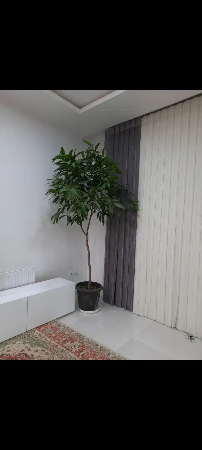 آمستل کینگ|گل و گیاه طبیعی|گناباد, |دیوار