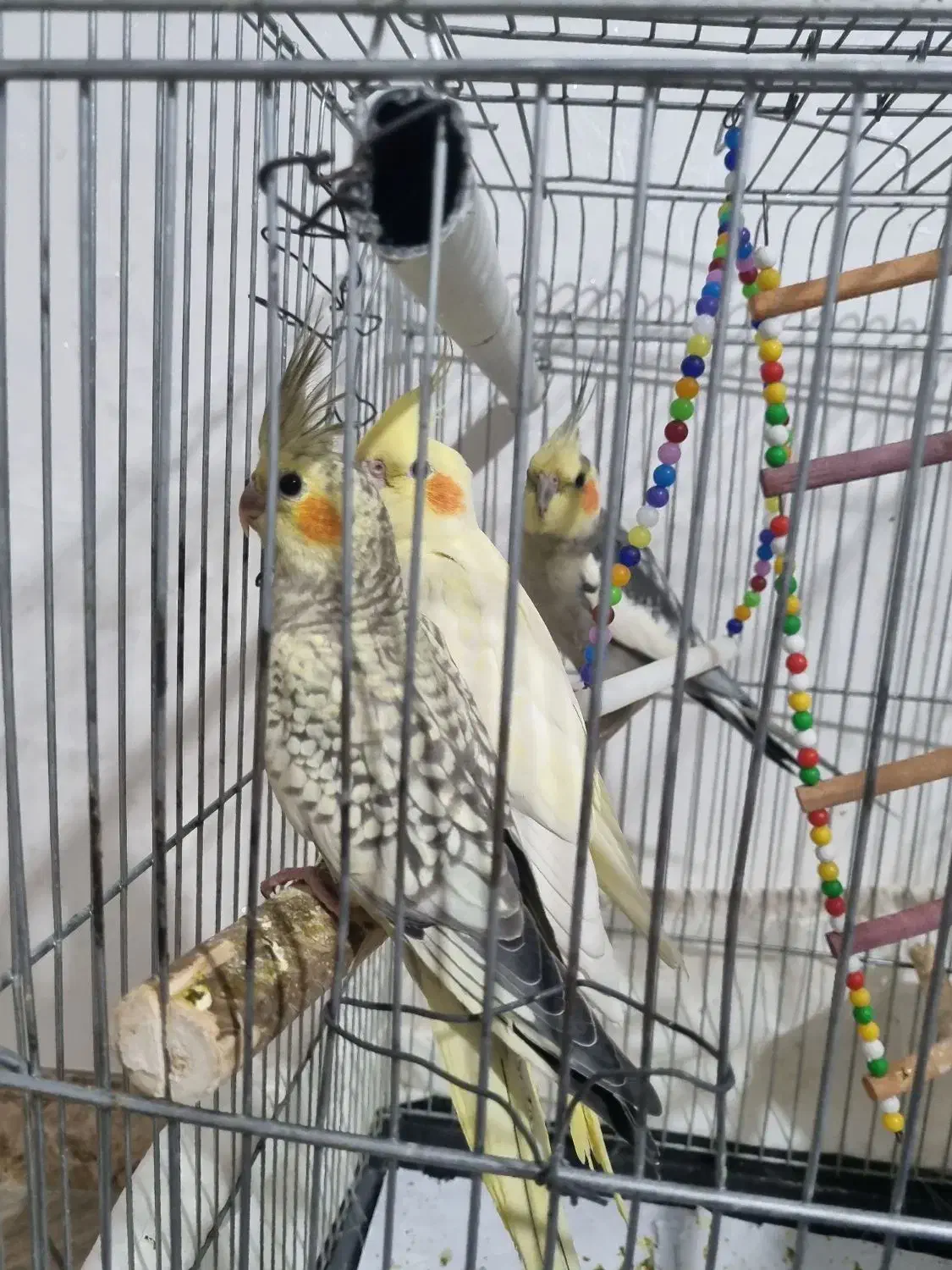 یک جفت عروس هلندی مولد همراه با سه جوجه..|پرنده|باغستان, |دیوار