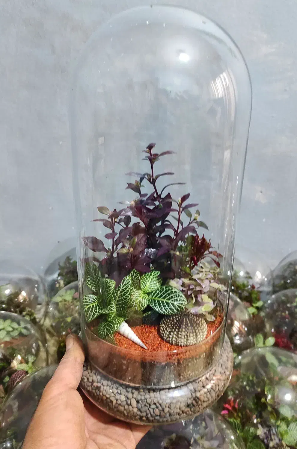 ویژه روز مادر تراریوم رطوبتی.|گل و گیاه طبیعی|تهران, مشیریه|دیوار