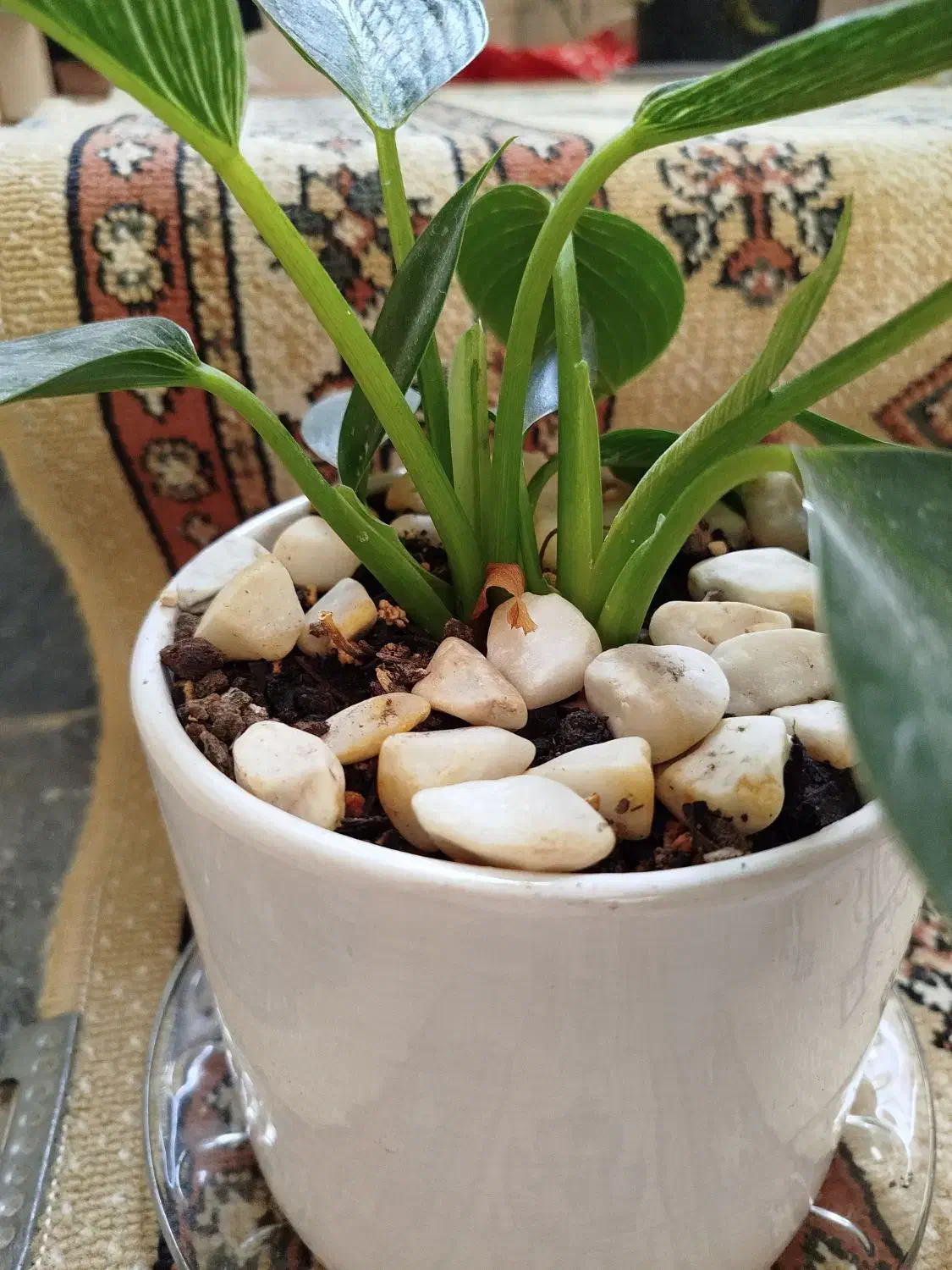 یک عدد گل زیبا و سالم کاملا طبیعی|گل و گیاه طبیعی|قم, نیروگاه|دیوار