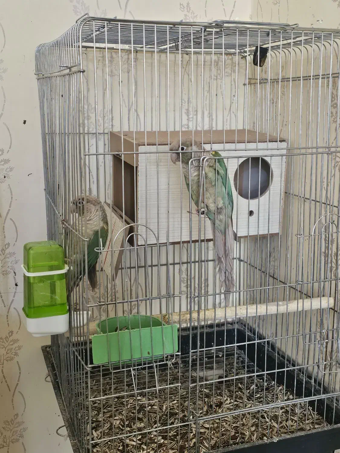 جفت گرینچیک فیروزه ای|پرنده|جیرفت, |دیوار