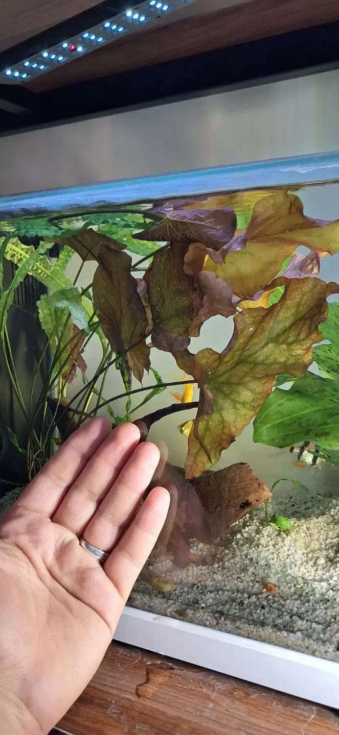 نیلوفر تایگر  ، گرین اسکات|ماهی|کرمانشاه, |دیوار