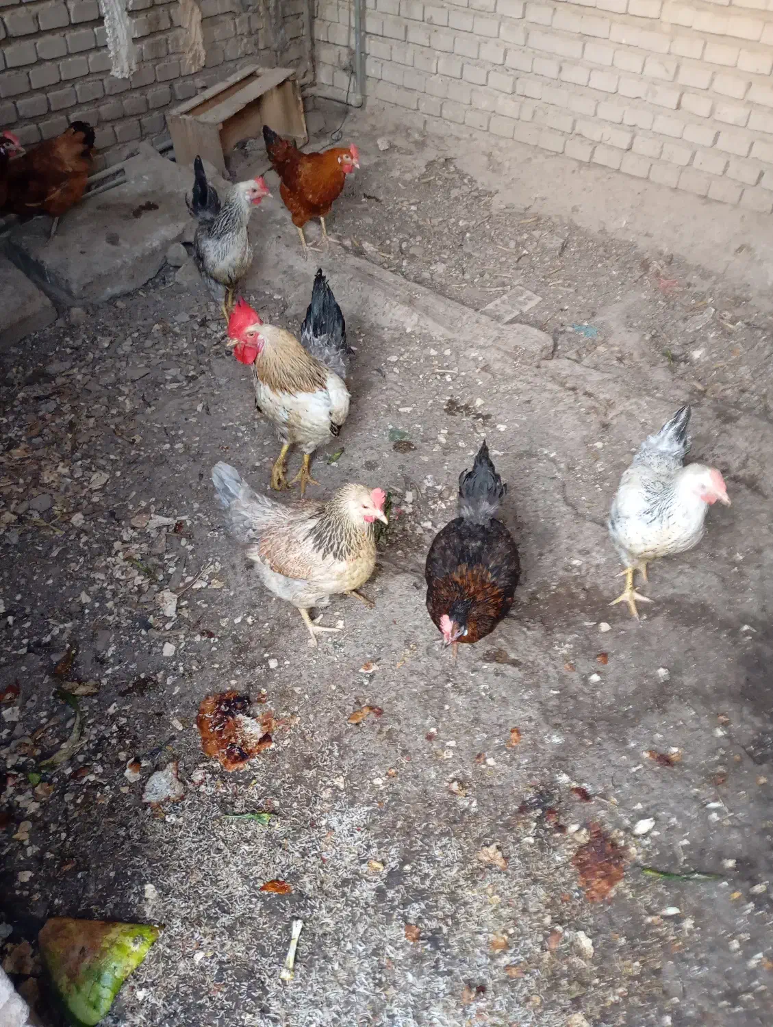 مرغ و خروس محلی جوان (لری)|حیوانات مزرعه|پلدختر, |دیوار