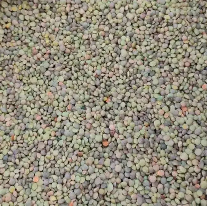 عدس|خوردنی و آشامیدنی|خلخال, |دیوار