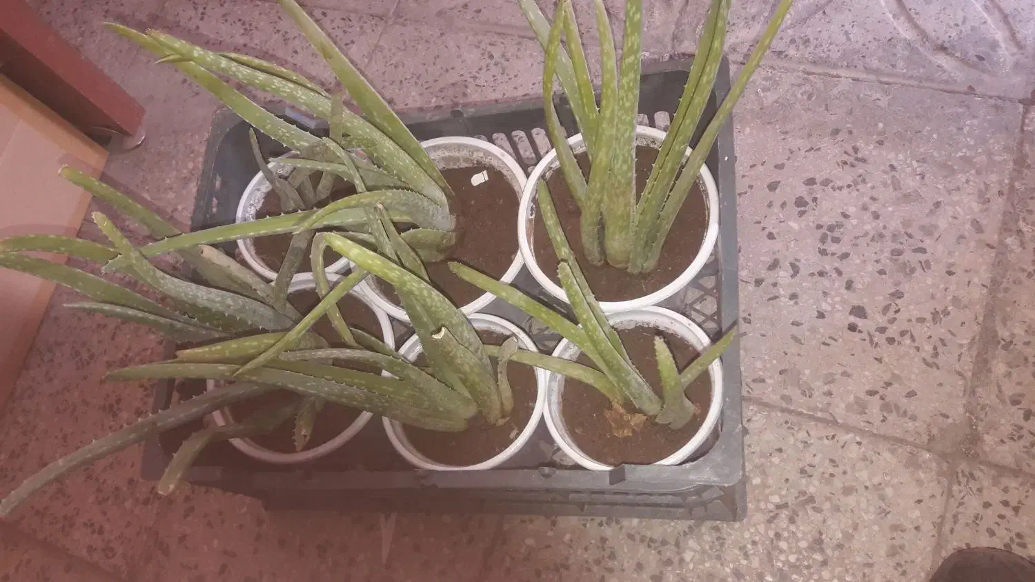 گل آلورا|گل و گیاه طبیعی|اسدآباد, |دیوار