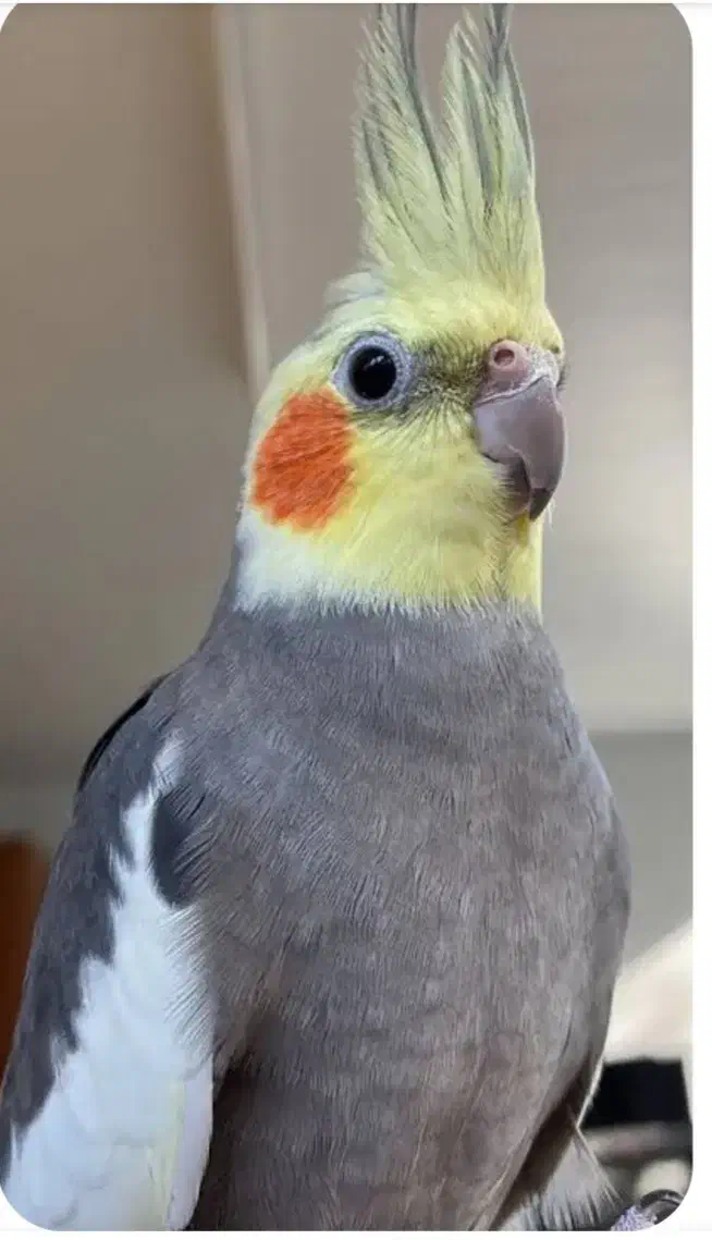 کمشده...مسکن مهر فاز دو|حیوانات|خرمآباد, |دیوار