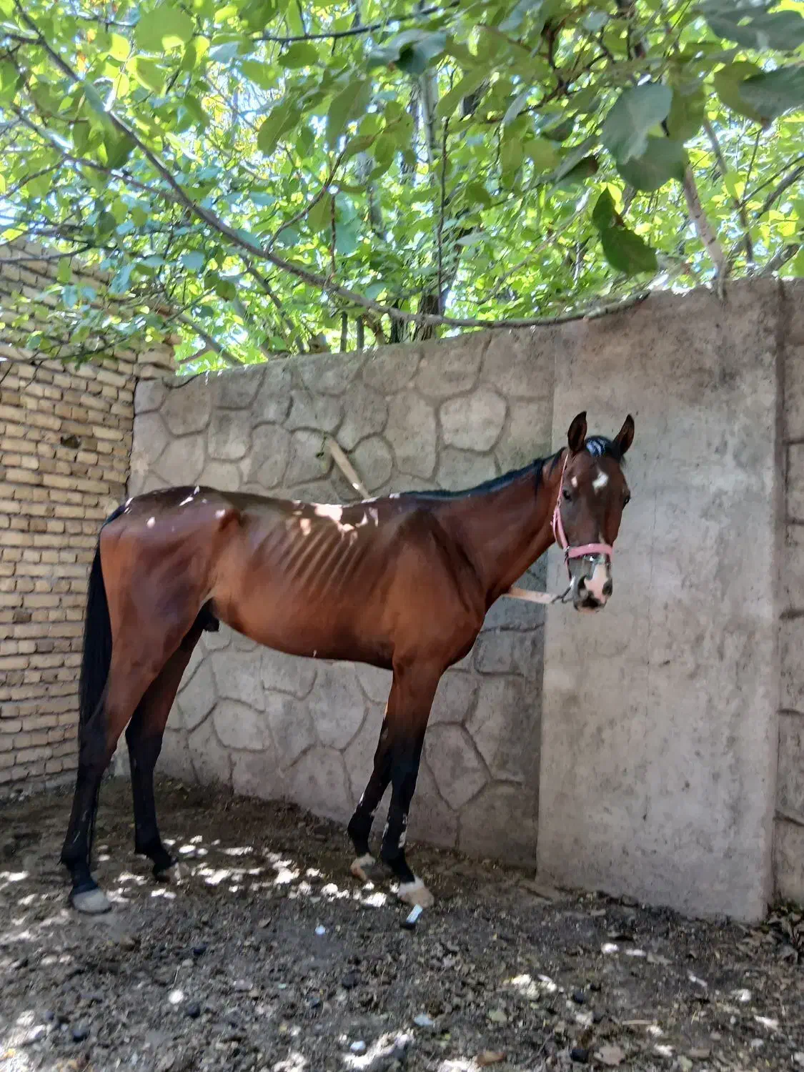 اسب|اسب و تجهیزات اسبسواری|تربتحیدریه, باغ سلطانی|دیوار