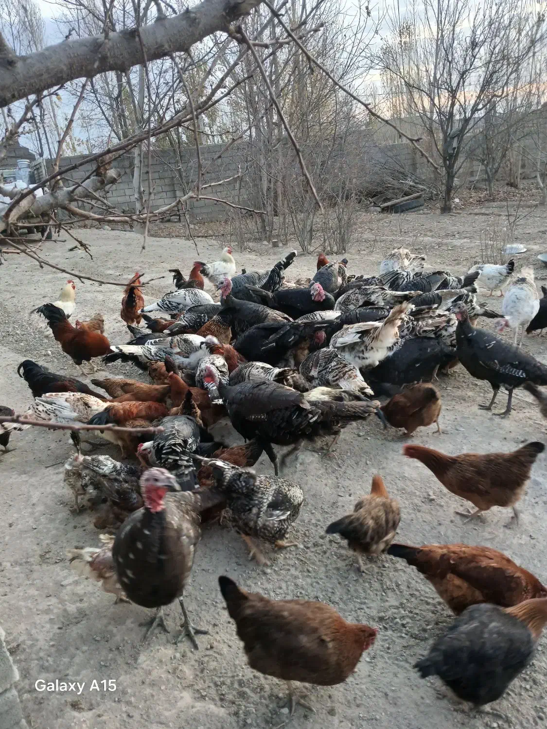 فروش مرغ و خروس وبوقلمون|حیوانات مزرعه|مشگین شهر, |دیوار