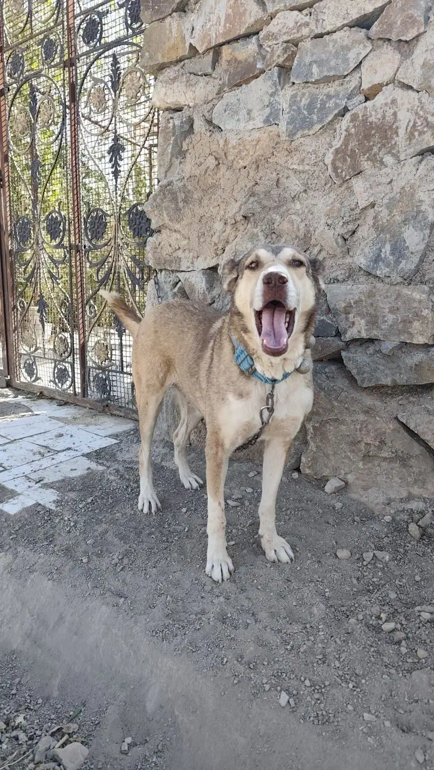 سگ ماده سرابی|سگ|قم, شاه ابراهیم|دیوار